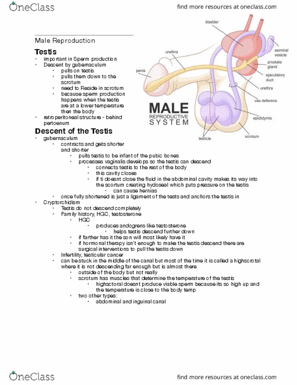 Health Sciences 3300A/B Lecture Notes - Lecture 6: Renal Vein, Superior Mesenteric Artery, Abdominal Cavity thumbnail