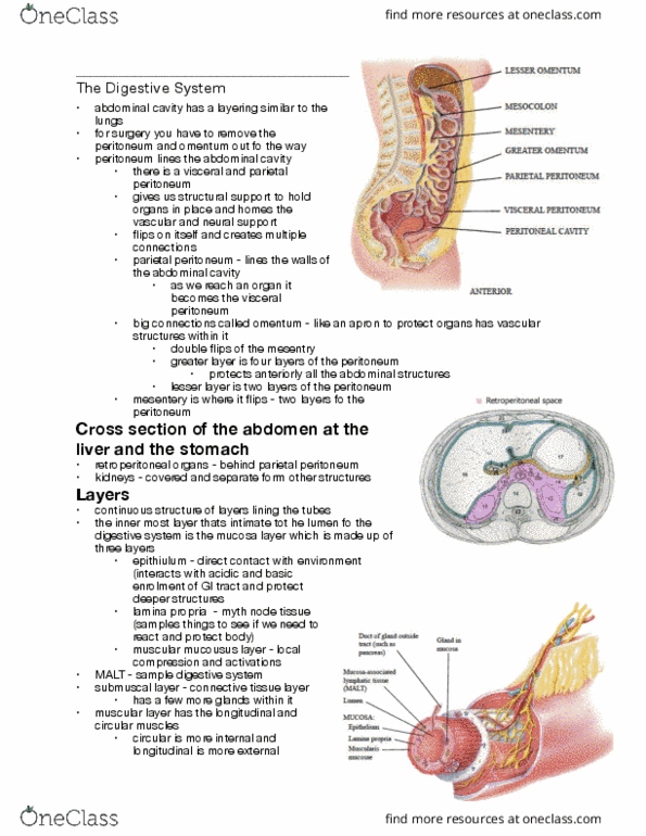 Health Sciences 3300A/B Lecture Notes - Lecture 5: Lesser Omentum, Pylorus, Greater Omentum thumbnail