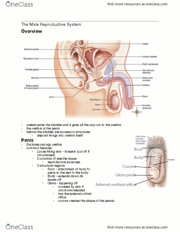 Health Sciences 3300A/B Lecture Notes - Lecture 4: Spongy Urethra, Erectile Tissue, Foreskin thumbnail