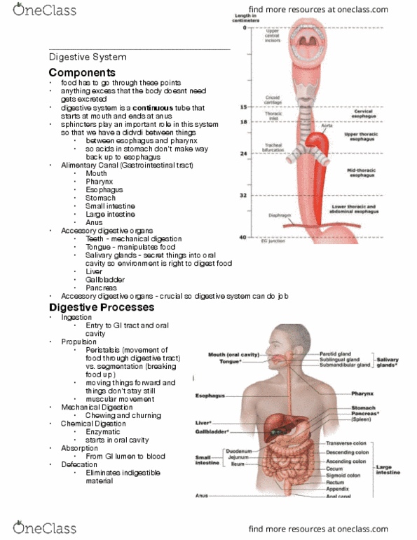 Health Sciences 3300A/B Lecture Notes - Lecture 3: Gastrointestinal Tract, Salivary Gland, Small Intestine thumbnail