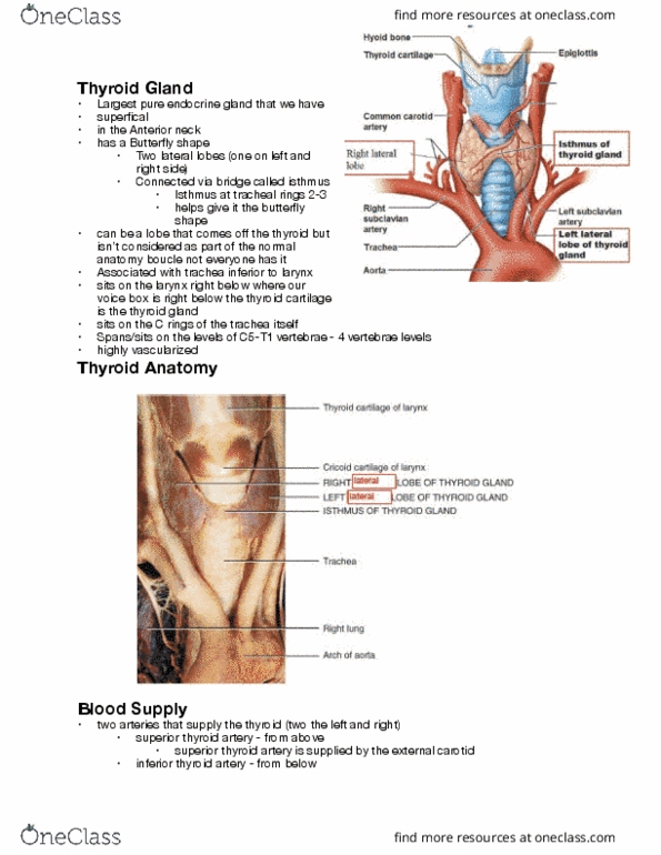 Health Sciences 3300A/B Lecture Notes - Lecture 15: Superior Thyroid Artery, Inferior Thyroid Artery, Thyroid Cartilage thumbnail