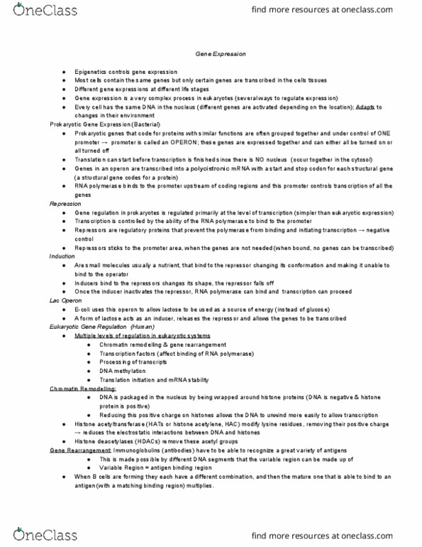 HTHSCI 1LL3 Lecture Notes - Lecture 13: Histone Acetyltransferase, Gene Expression, Repressor thumbnail