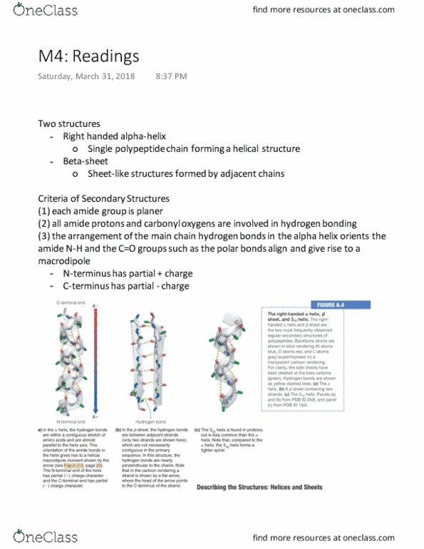 BIOCHEM 2EE3 Lecture Notes - Lecture 4: Beta Sheet, Partial Charge, Hydrogen Bond thumbnail