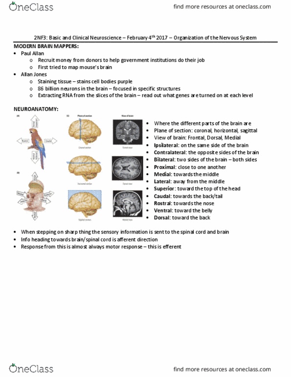 PSYCH 2NF3 Lecture Notes - Lecture 6: Anatomical Terms Of Location, Tourette Syndrome, Red Nucleus thumbnail