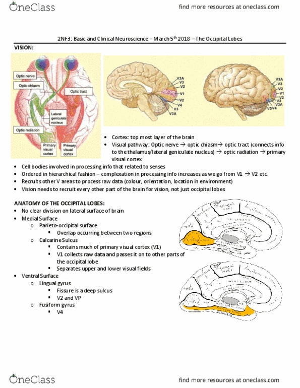 PSYCH 2NF3 Lecture Notes - Lecture 8: Calcarine Sulcus, Superior Temporal Sulcus, Visual Cortex thumbnail