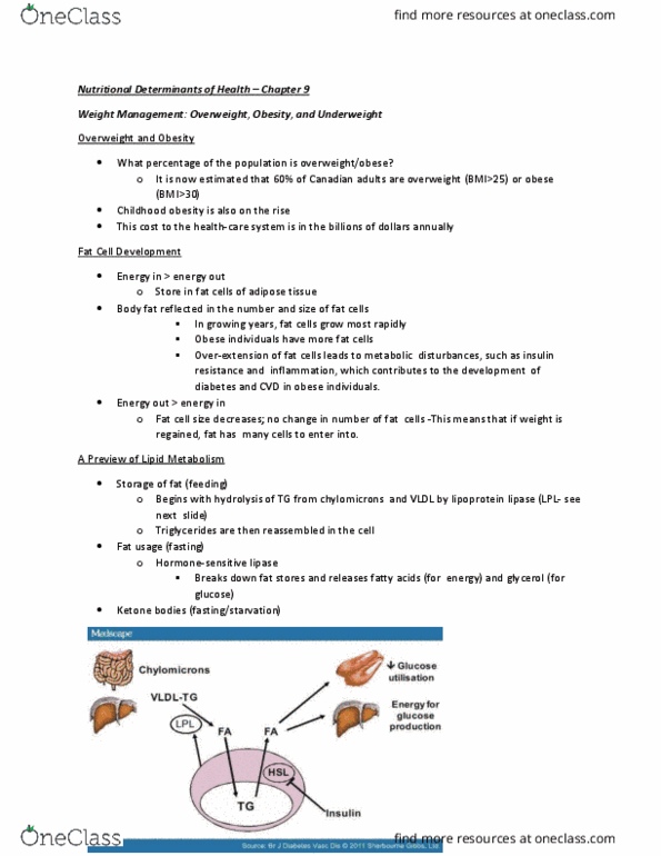 HSS 2342 Lecture Notes - Lecture 9: Lipoprotein Lipase, Childhood Obesity, Adipose Tissue thumbnail