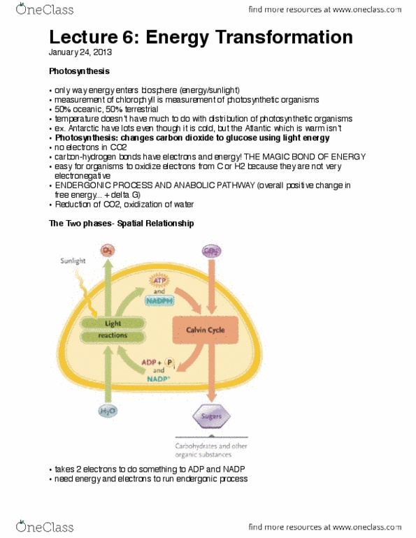 Biology 1002B Chapter Notes -Photosystem I, Chemiosmosis, Reduction Potential thumbnail