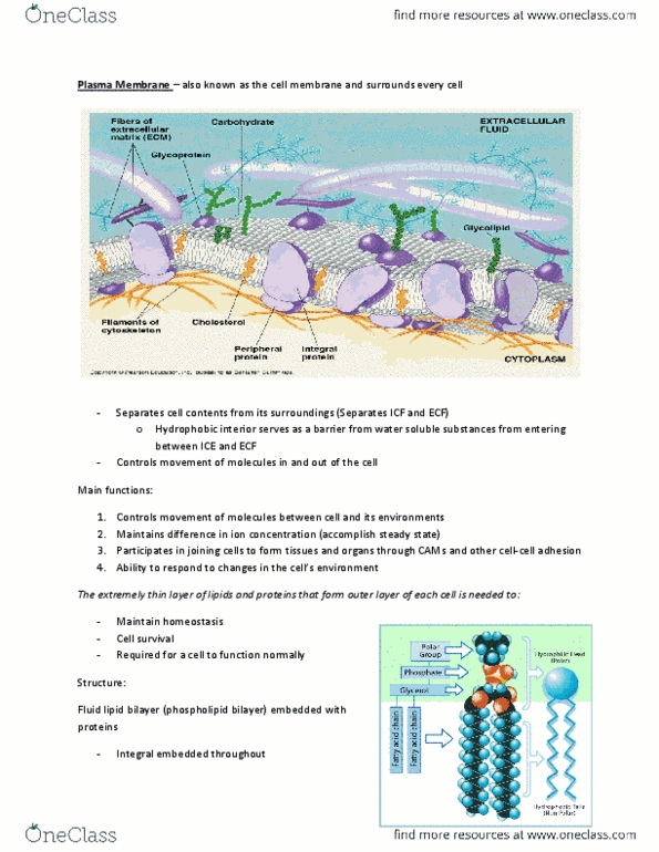 KINE 2011 Lecture Notes - Cell Adhesion Molecule, Lipid Bilayer, Cystic Fibrosis thumbnail