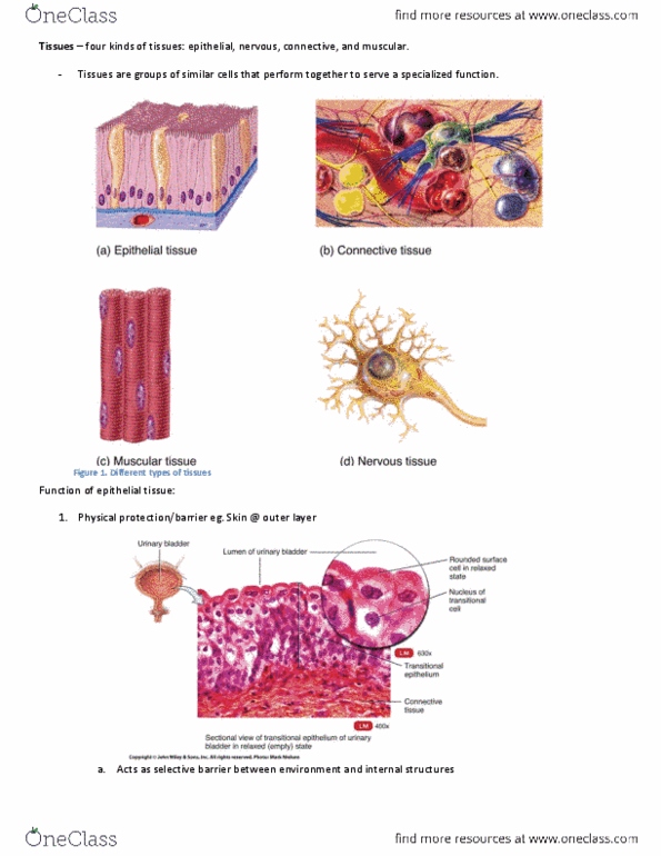 KINE 2031 Lecture Notes - Goblet Cell, Transitional Epithelium, Loose Connective Tissue thumbnail