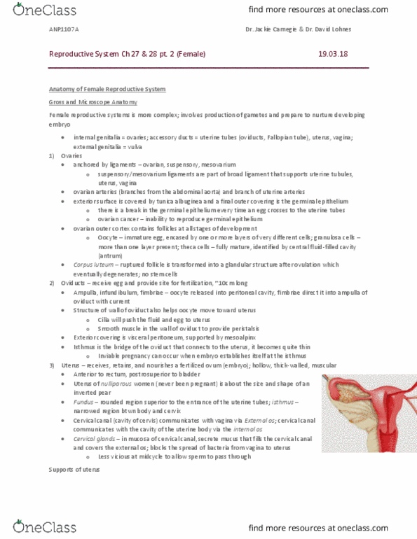 ANP 1107 Lecture Notes - Lecture 19: Uterine Artery, Ovarian Cancer, Corpus Luteum thumbnail
