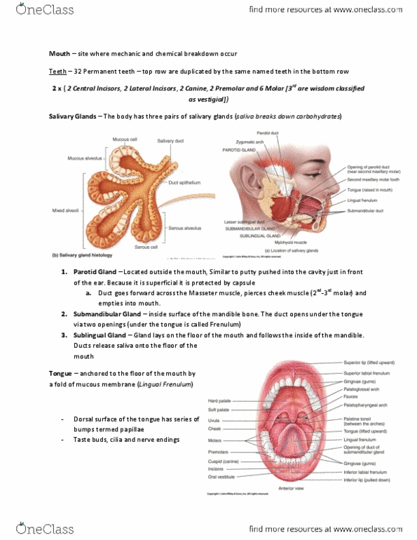 KINE 2031 Lecture Notes - Masseter Muscle, Frenulum, Permanent Teeth thumbnail
