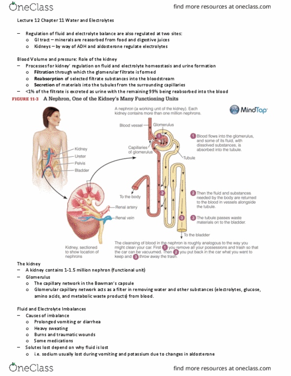 HSS 2342 Lecture Notes - Lecture 36: Aldosterone, Fluid Balance, Metabolic Waste thumbnail