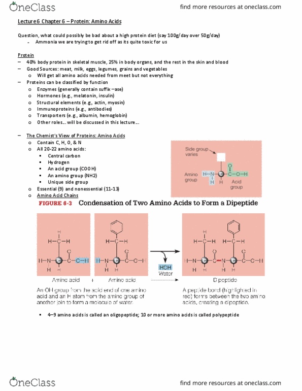 HSS 2342 Lecture Notes - Lecture 16: High-Protein Diet, Amine, Skeletal Muscle thumbnail