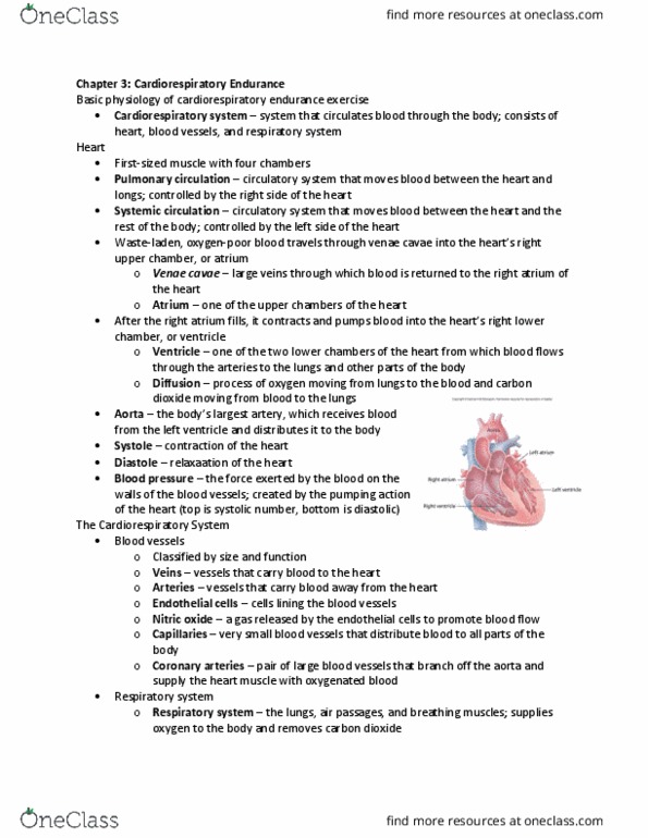 KIN 2504 Chapter Notes - Chapter 3: Venae Cavae, Cardiorespiratory Fitness, Coronary Circulation thumbnail