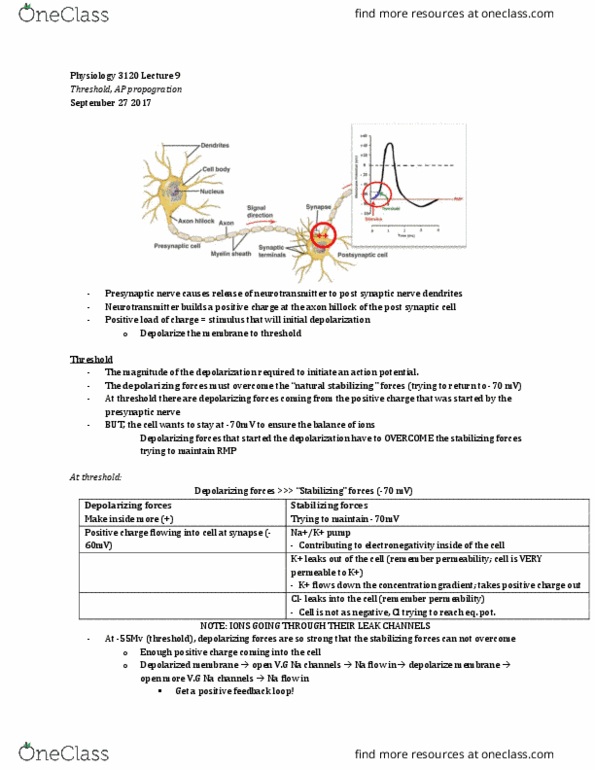 Physiology 3120 Lecture Notes - Lecture 9: Axon Hillock, Depolarization, Membrane Potential thumbnail