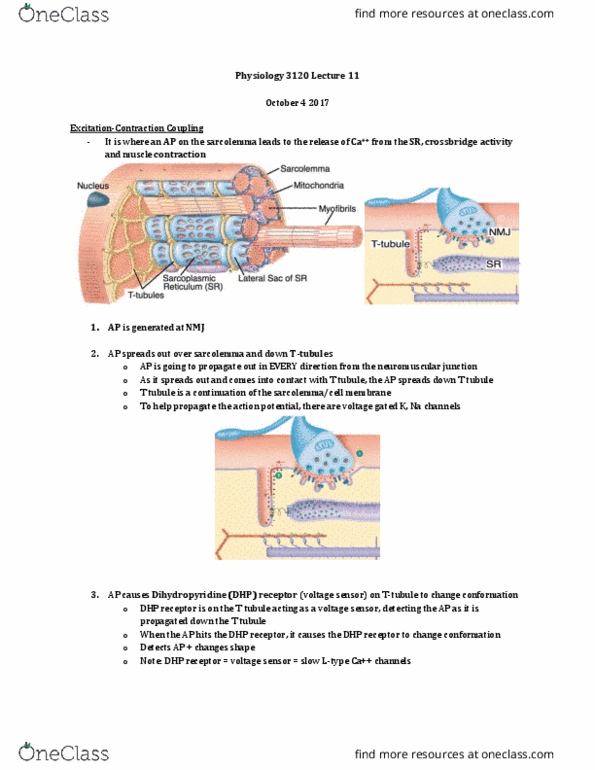 Physiology 3120 Lecture Notes - Lecture 11: Neuromuscular Junction, T-Tubule, Dihydropyridine thumbnail