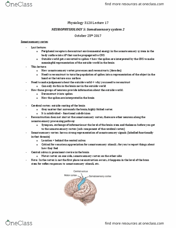 Physiology 3120 Lecture Notes - Lecture 17: Cerebral Cortex, Central Sulcus, Somatosensory System thumbnail