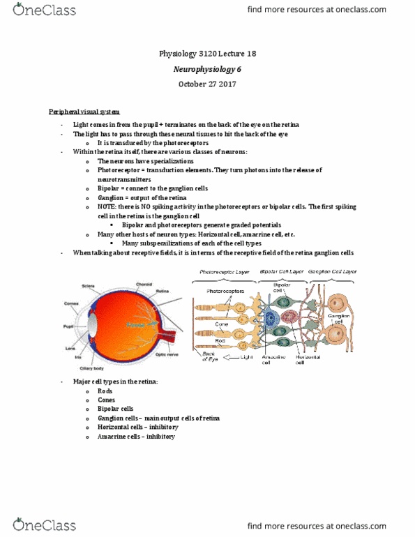 Physiology 3120 Lecture Notes - Lecture 18: Amacrine Cell, Ganglion Cell, Receptive Field thumbnail