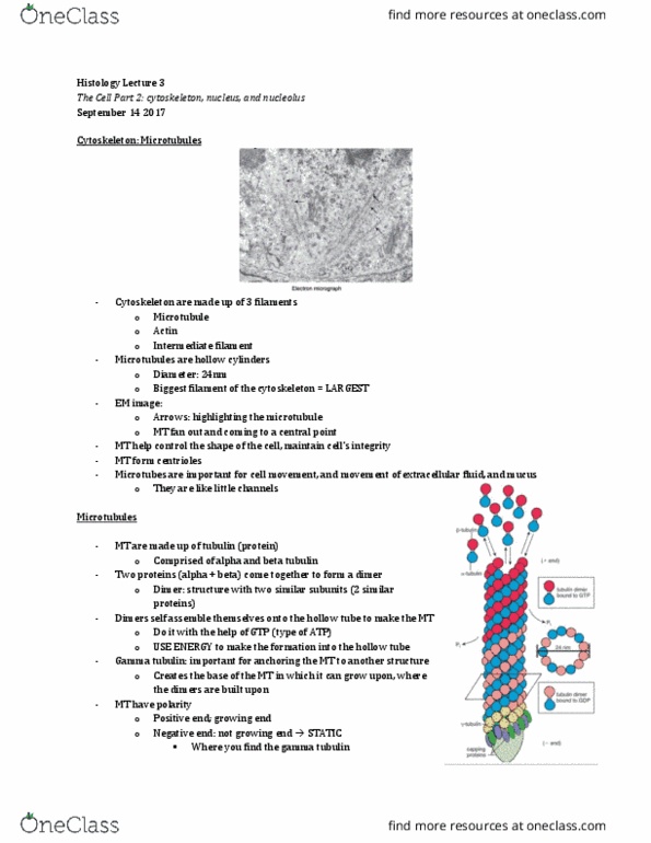 Anatomy and Cell Biology 3309 Lecture Notes - Lecture 3: Intermediate Filament, Tubulin, Extracellular Fluid thumbnail