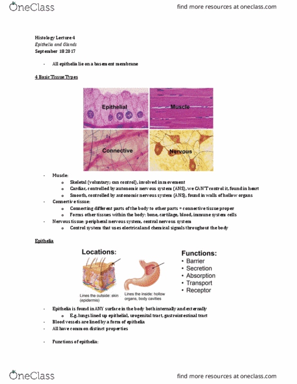 Anatomy and Cell Biology 3309 Lecture Notes - Lecture 4: Genitourinary System, Autonomic Nervous System, Peripheral Nervous System thumbnail