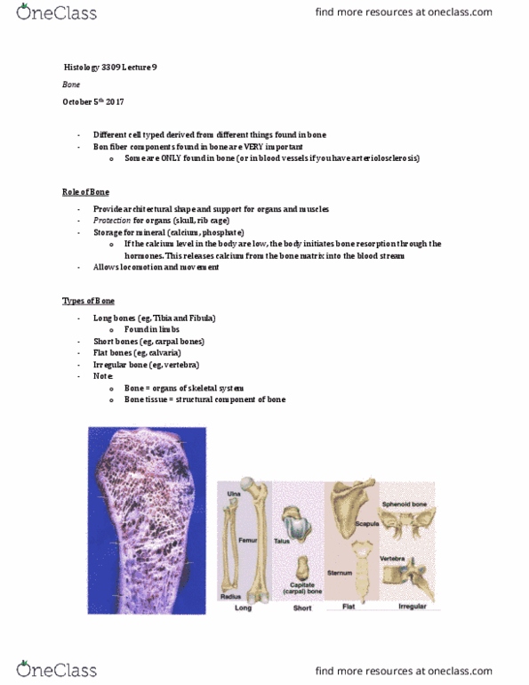 Anatomy and Cell Biology 3309 Lecture Notes - Lecture 9: Bone, Bone Resorption, Hyaline Cartilage thumbnail