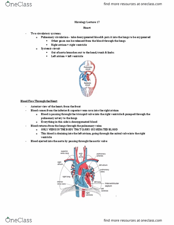Anatomy and Cell Biology 3309 Lecture Notes - Lecture 17: Superior Vena Cava, Tricuspid Valve, Pulmonary Valve thumbnail