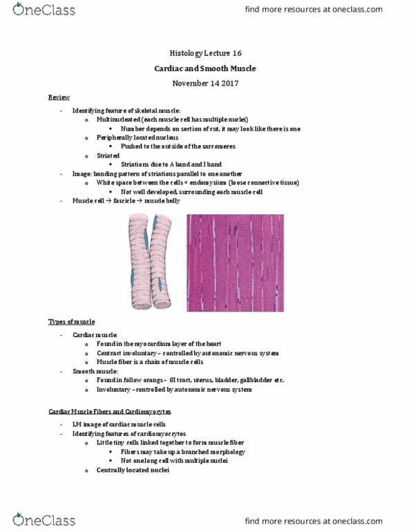 Anatomy and Cell Biology 3309 Lecture Notes - Lecture 16: Smooth Muscle Tissue, Nuclear Membrane, Intercalated Disc thumbnail