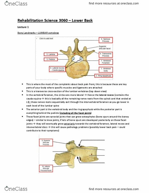 Rehabilitation Sciences 3060A/B Lecture Notes - Lecture 1: Intervertebral Foramina, Cauda Equina, Synovial Joint thumbnail