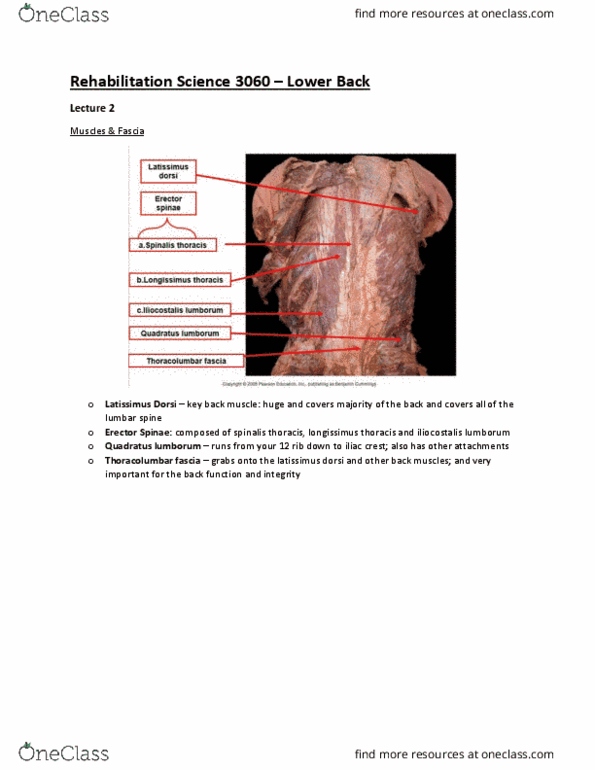 Rehabilitation Sciences 3060A/B Lecture Notes - Lecture 2: Longissimus, Quadratus Lumborum Muscle, Latissimus Dorsi Muscle thumbnail
