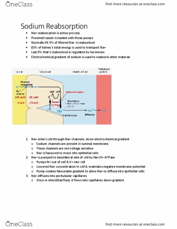 BIOL 2060 Lecture Notes - Lecture 30: Electrochemical Gradient, Sodium Channel, Proximal Tubule thumbnail