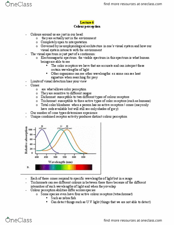 PSYCH 1XX3 Lecture Notes - Lecture 6: Achromatopsia, Electromagnetic Spectrum, Tetrachromacy thumbnail