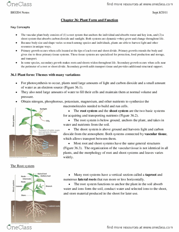 BIO203H5 Chapter Notes -Meristem, Axillary Bud, Phenotypic Plasticity thumbnail