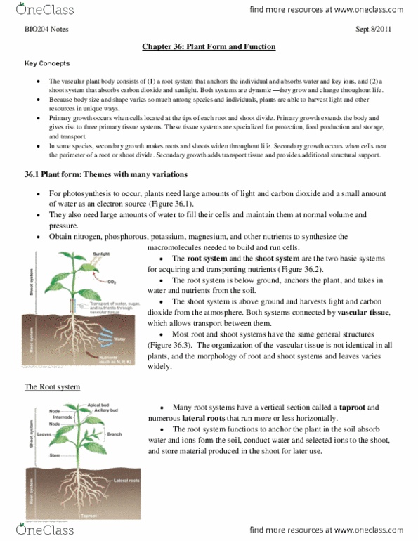 BIO203H5 Chapter Notes - Chapter 36: Axillary Bud, Phenotypic Plasticity, Root System thumbnail