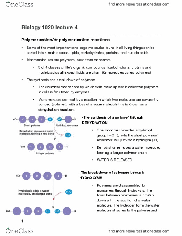 BIOL 1030 Lecture Notes - Lecture 4: Dehydration Reaction, Hydrogen Bond, Hydrolysis thumbnail