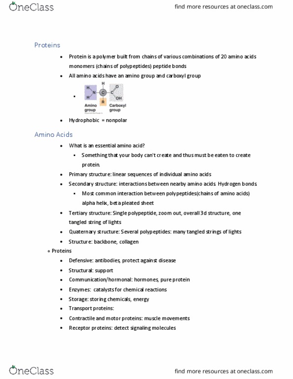 BILD 1 Lecture Notes - Lecture 2: Beta Sheet, Essential Amino Acid, Alpha Helix thumbnail