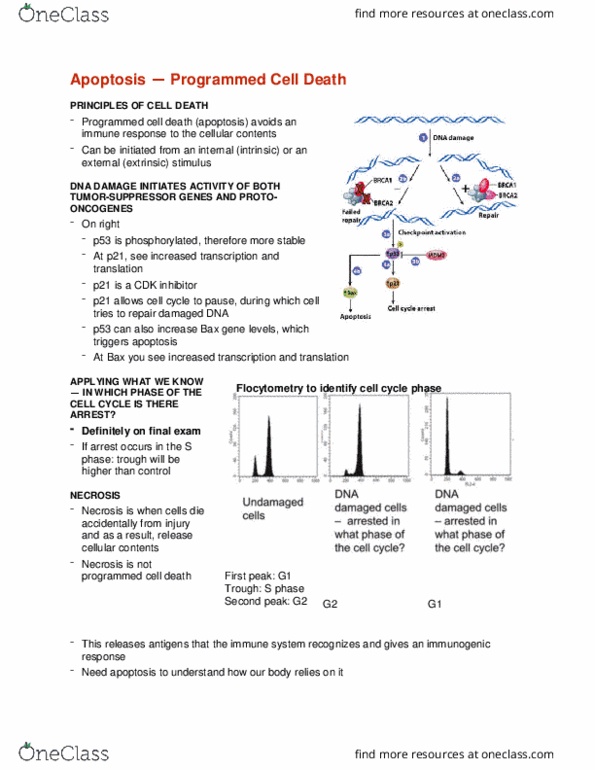 BIOL 331 Lecture Notes - Lecture 35: Desmosome, Cdk Inhibitor, Cytoskeleton thumbnail