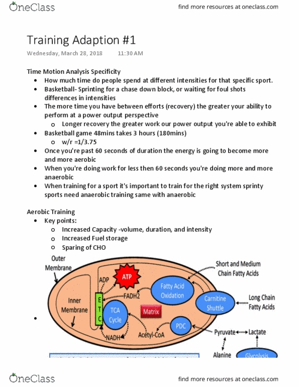 Kinesiology 2230A/B Lecture Notes - Lecture 30: Vo2 Max, Gastrocnemius Muscle, Interval Training thumbnail