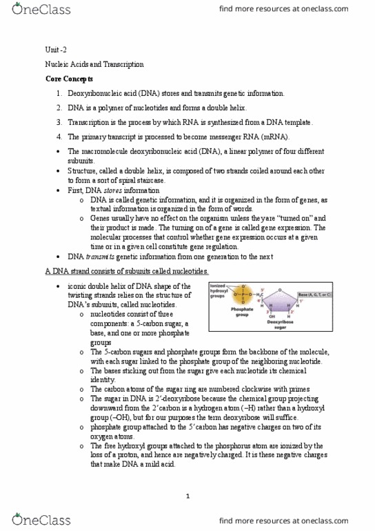 BIOL 112 Chapter Notes - Chapter Unit 2 - Midterm 2 content: Start Codon, Microrna, Protein Structure thumbnail
