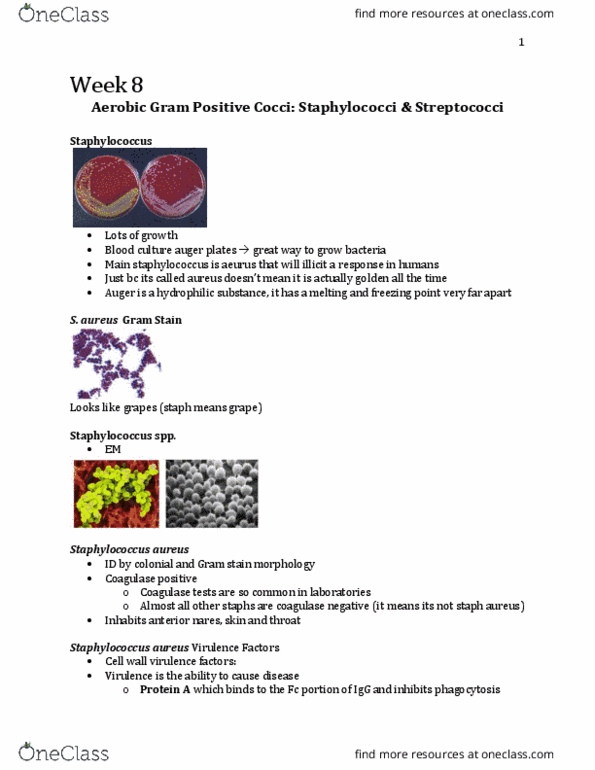 Microbiology and Immunology 3820A Lecture Notes - Lecture 8: Lymphatic System, Chronic Obstructive Pulmonary Disease, Streptococcus Pyogenes thumbnail