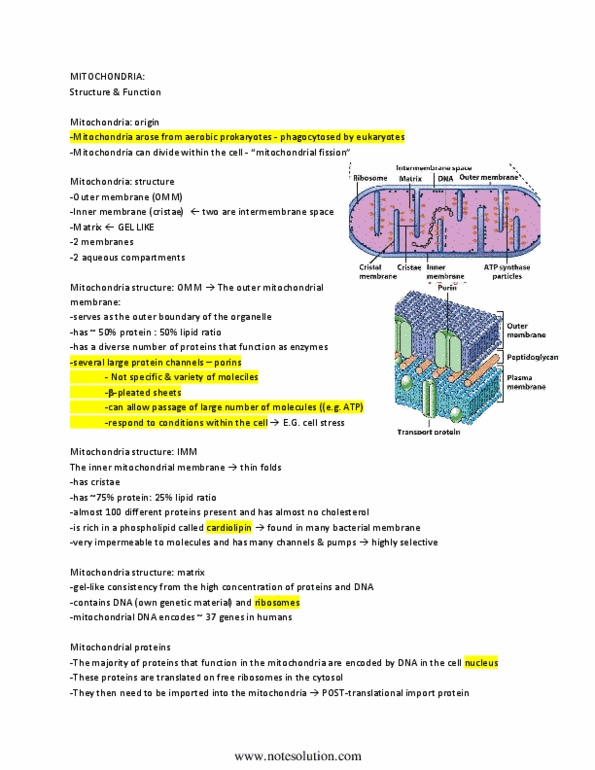 BIOB10H3 Lecture Notes - Lecture 7: Virulence-Related Outer Membrane Protein Family, Mitochondrial Matrix, Intermembrane Space thumbnail