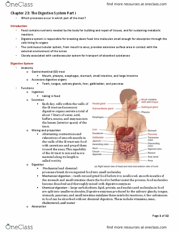 Nursing NUR201 Chapter Notes - Chapter 23: Chymotrypsinogen, Abdominal Cavity, Autonomic Nervous System thumbnail