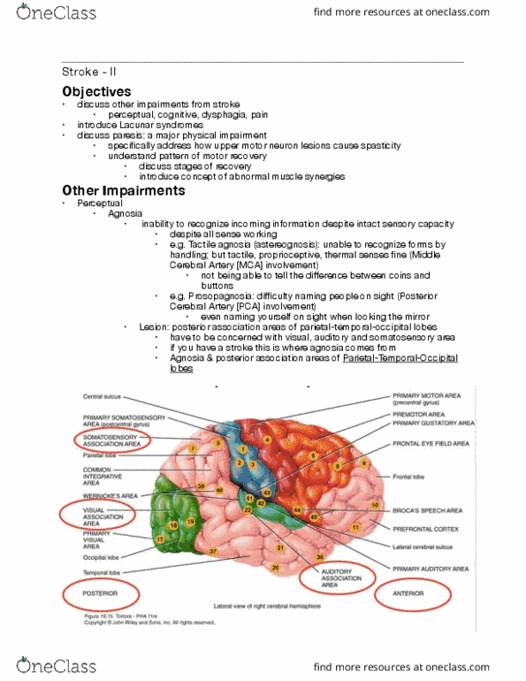 Rehabilitation Sciences 3060A/B Lecture Notes - Lecture 7: Lower Motor Neuron, Prosopagnosia, Peripheral Nervous System thumbnail