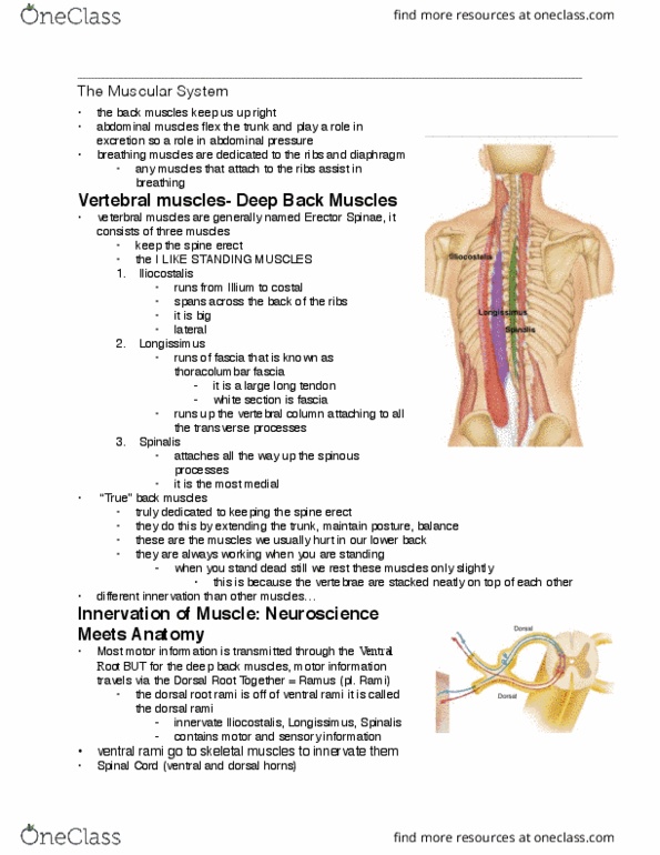 Health Sciences 2300A/B Lecture Notes - Lecture 6: Transverse Abdominal Muscle, Spermatic Cord, Pelvis thumbnail