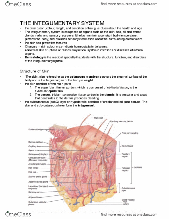 Health Sciences 2300A/B Lecture Notes - Lecture 5: Merocrine, Antibody, Integumentary System thumbnail