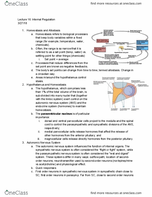 BCS 110 Lecture Notes - Lecture 16: Digestion, Sympathetic Nervous System, Sensory Neuron thumbnail