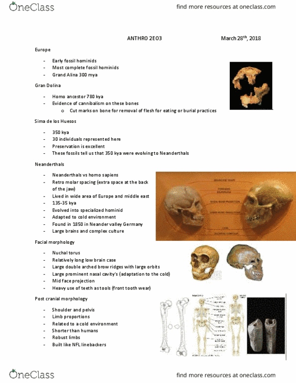 ANTHROP 2E03 Lecture Notes - Lecture 10: Tooth Wear, Homo Sapiens, Stone Tool thumbnail