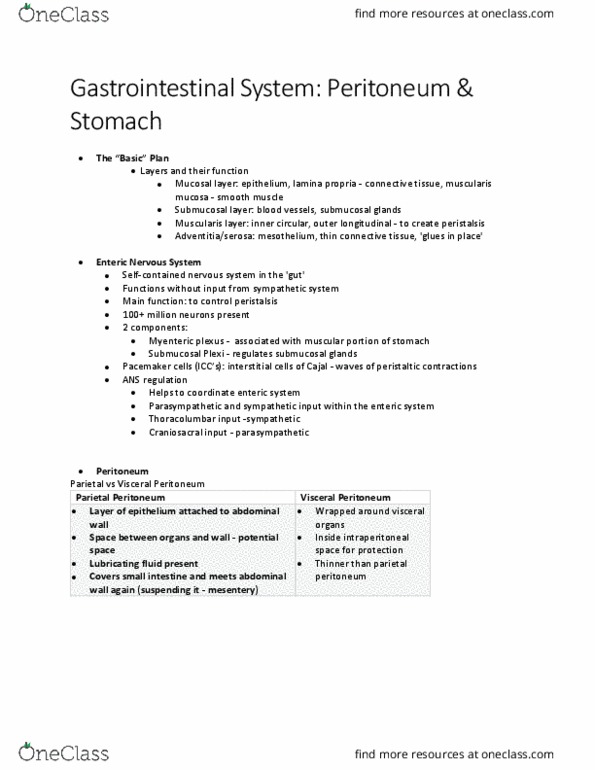 HTHSCI 1H06 Lecture Notes - Lecture 15: Myenteric Plexus, Curvatures Of The Stomach, Celiac Artery thumbnail