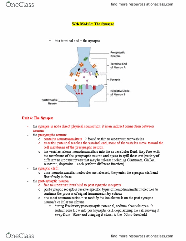 PSYCH 1XX3 Chapter Notes - Chapter Neuroscience: Extracellular Fluid, Excitatory Postsynaptic Potential thumbnail