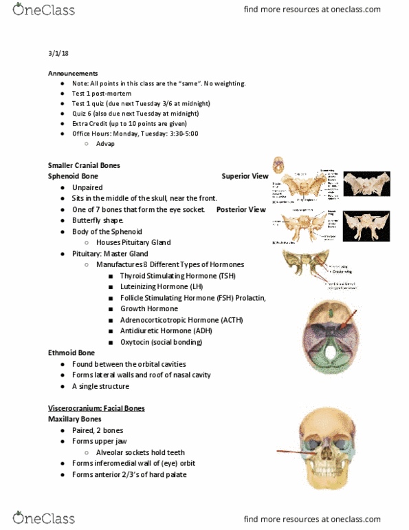 SLHS 2203 Lecture Notes - Lecture 12: Stylohyoid Muscle, Zygomatic Bone, Nasal Septum thumbnail