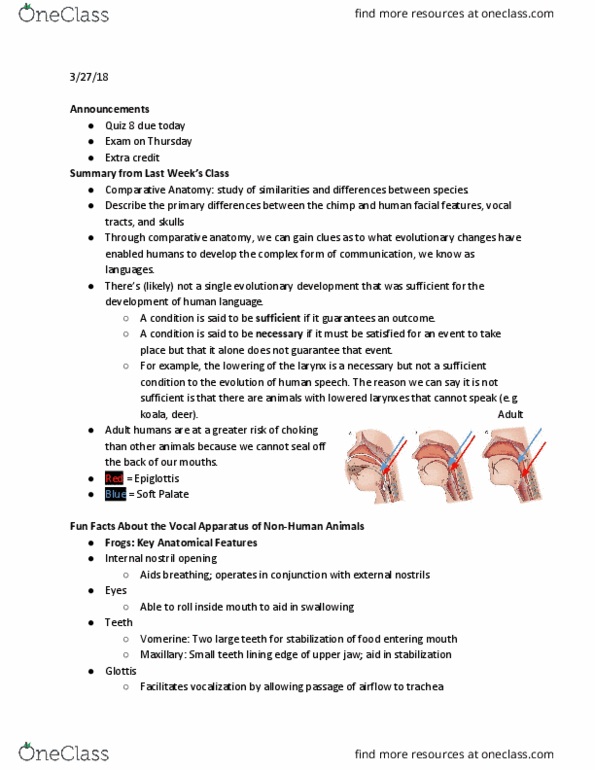 SLHS 2203 Lecture Notes - Lecture 17: Bronchus, Cochlea, Nostril thumbnail